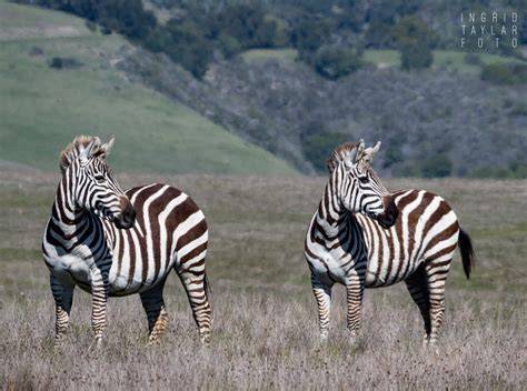Where To See Zebras In San Simeon