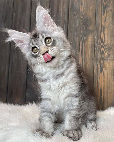 Where To Visit Cats Near Me