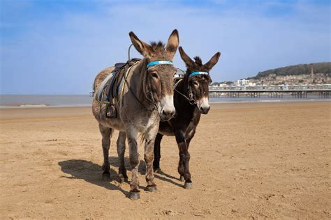 Where To Visit Donkeys In Northern California