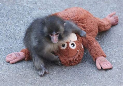 Where To Visit Punch The Monkey