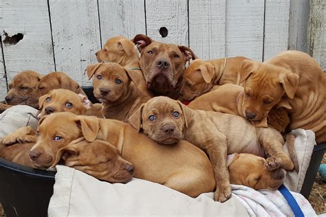 Where To Visit Puppies Near Me