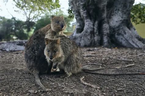 Where To Visit Quokkas