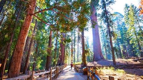 Where To Visit Sequoia National Forest