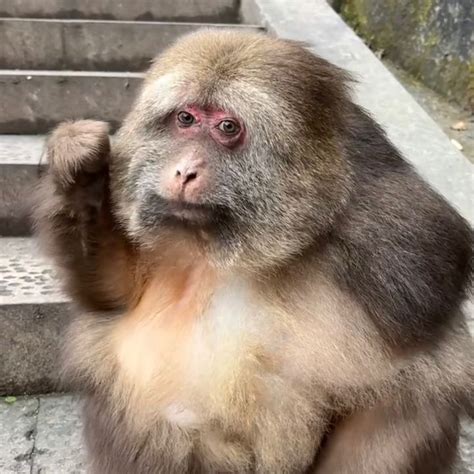 Where To Visit Xing Xing Monkey