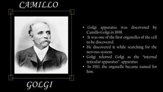 Who Discovered Golgi Apparatus