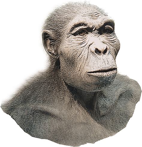 Who Discovered Homo Habilis