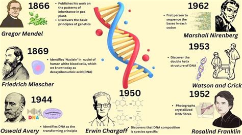 Who Discovered The Structure Of Dna