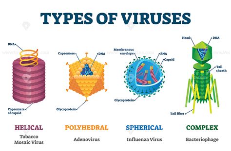 Who Named Virus