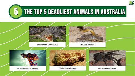 Why Are Dangerous Animals In Australia