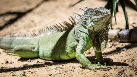 Why Are Iguanas Dangerous