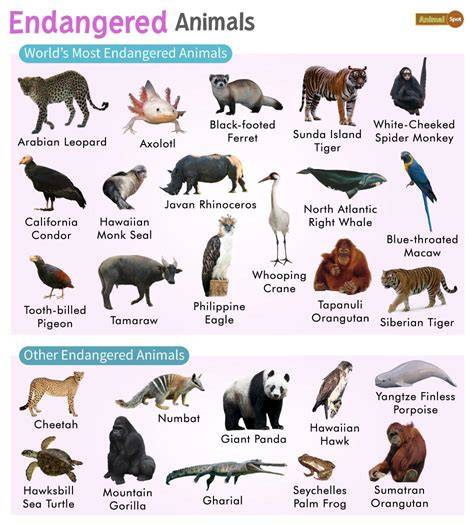 Why Are They Endangered Animals