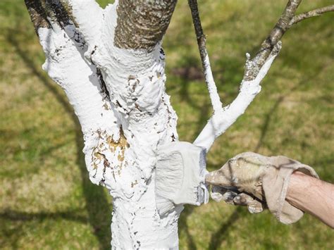 Why Do People Paint Trees White