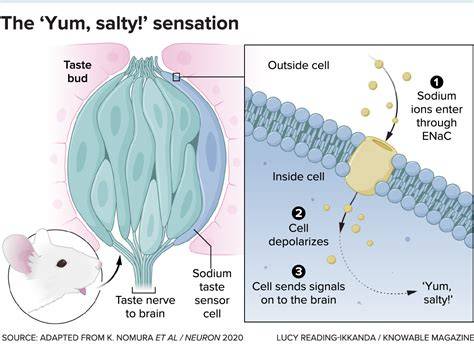 Why Does Everything Taste Salty