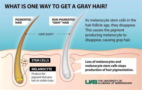Why Does Hair Turn Gray