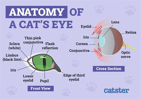 Why Is Called Cats Game