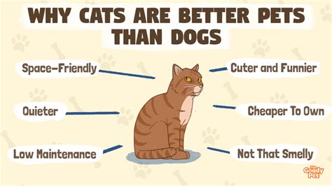 Why Is Cats Better Than Dogs