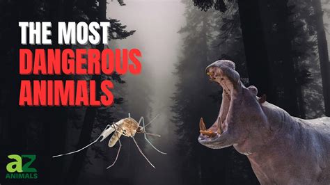 Why Is Dangerous Animals Rated R