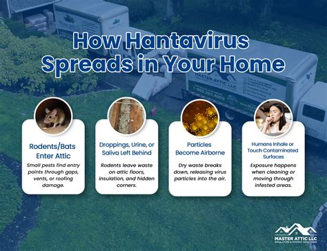 Why Is Hantavirus Rare