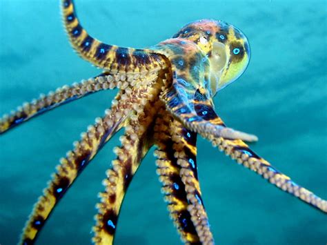 Why Is Octopus Dangerous