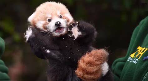 Why Is Red Panda Rare