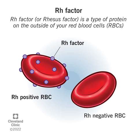 Why Is Rhesus Negative Rare