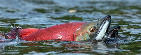 Why Is Sockeye Salmon More Expensive