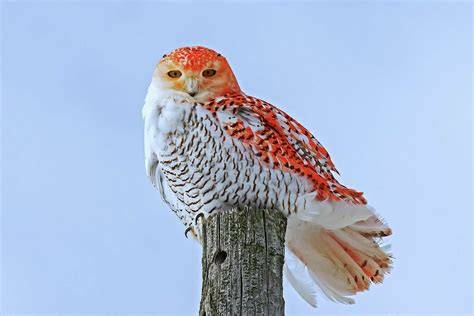 Why Owl Is Rare