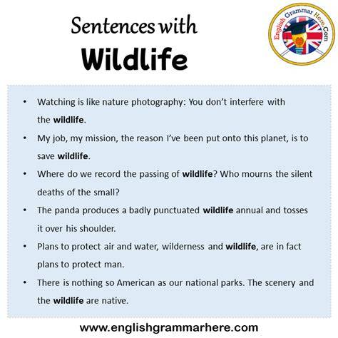 Wildlife In A Sentence