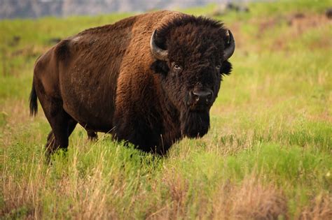 Wildlife In America