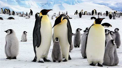 Wildlife In Antarctica