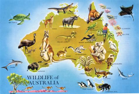 Wildlife In Australia