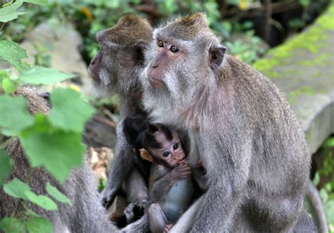 Wildlife In Bali