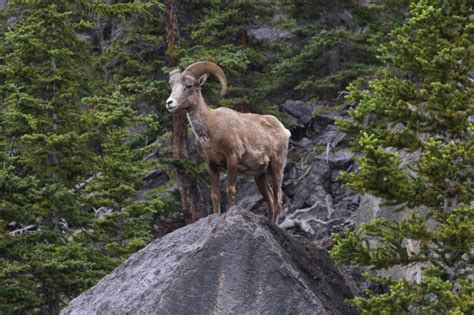 Wildlife In Banff National Park