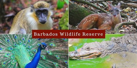 Wildlife In Barbados