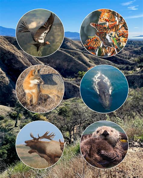 Wildlife In California