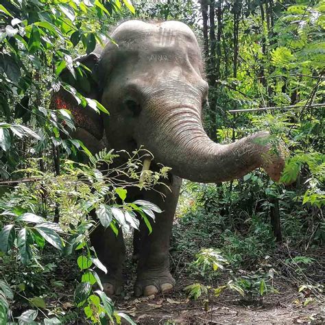 Wildlife In Cambodia