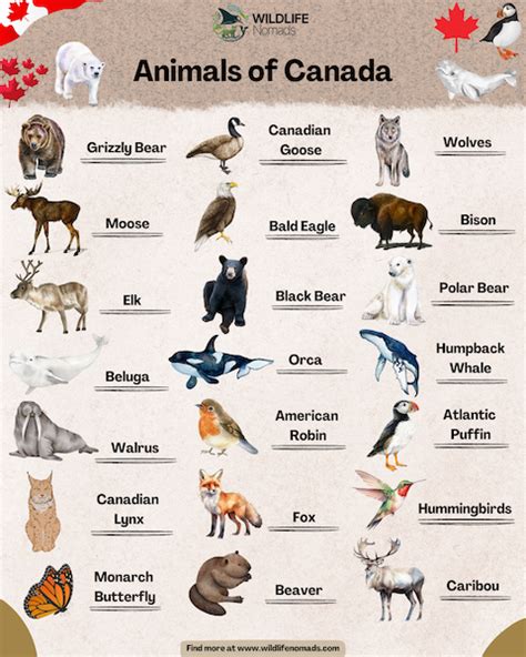 Wildlife In Canada