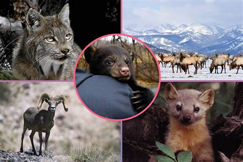 Wildlife In Colorado