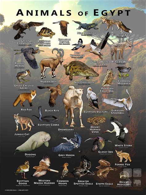 Wildlife In Egypt