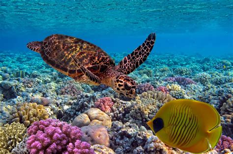 Wildlife In Fiji