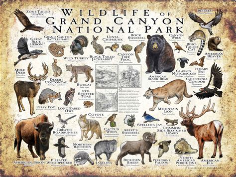Wildlife In Grand Canyon