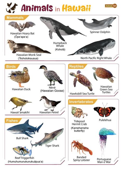 Wildlife In Hawaii On Land