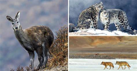 Wildlife In Himalayas