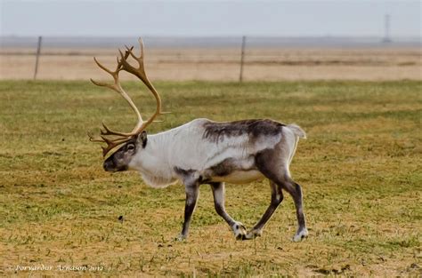 Wildlife In Iceland