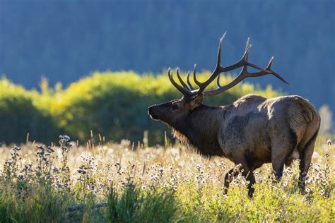 Wildlife In Idaho