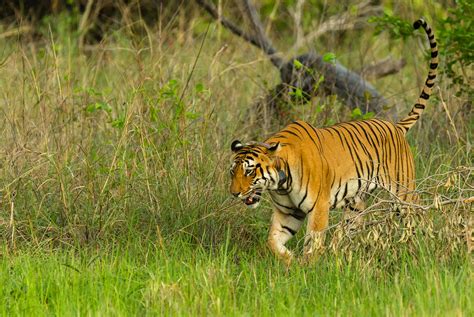 Wildlife In India