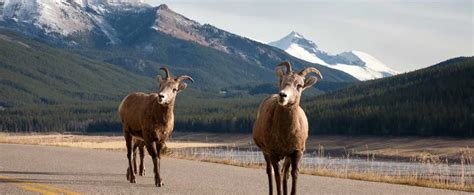 Wildlife In Jasper