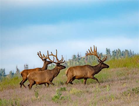 Wildlife In Montana