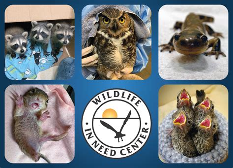 Wildlife In Need