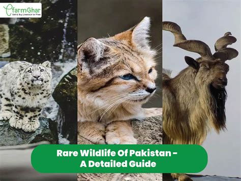 Wildlife In Pakistan